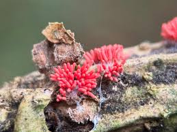 Attēlu rezultāti vaicājumam “Arcyria denudata young”