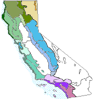 Attēlu rezultāti vaicājumam “Antitrichia curtipendula sporophyte”