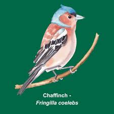 Attēlu rezultāti vaicājumam “Fringilla coelebs”