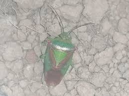 Attēlu rezultāti vaicājumam “Pentatomidae”