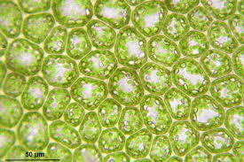 Attēlu rezultāti vaicājumam “Plagiochila porelloides”