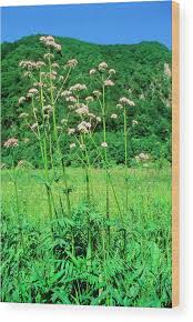Image result for Valeriana officinalis