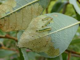 Attēlu rezultāti vaicājumam “Libellula quadrimaculata larva”