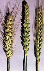 Attēlu rezultāti vaicājumam “Triticum aestivum”