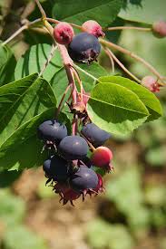 Attēlu rezultāti vaicājumam “Amelanchier spicata fruit”