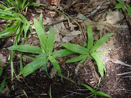 Attēlu rezultāti vaicājumam “Carex pilosa leaf”