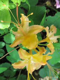 Attēlu rezultāti vaicājumam “Rhododendron calendulaceum”