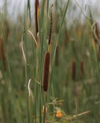 Attēlu rezultāti vaicājumam “Typha latifolia fruit”
