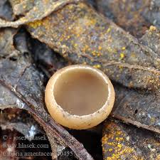 Attēlu rezultāti vaicājumam “Ciboria amentacea”