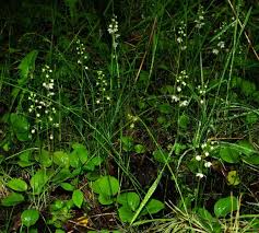 Attēlu rezultāti vaicājumam “Pyrola rotundifolia”