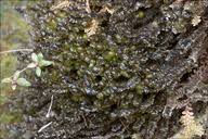 Attēlu rezultāti vaicājumam “Scapania undulata”