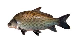 Image result for Ictiobus niger