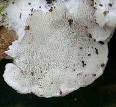 Attēlu rezultāti vaicājumam “Postia stiptica”