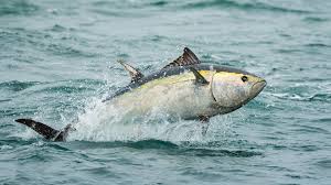 Image result for giant tuna