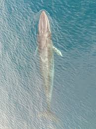 Image result for Balaenoptera omurai