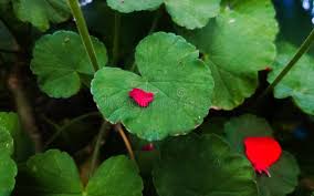 Attēlu rezultāti vaicājumam “Hydrocotyle vulgaris flower”