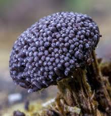 Attēlu rezultāti vaicājumam “Tubifera sp.”