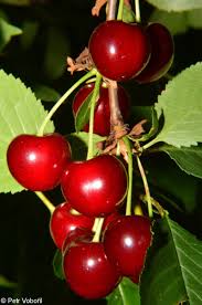 Attēlu rezultāti vaicājumam “Cerasus”