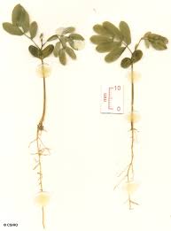 Attēlu rezultāti vaicājumam “Arenaria procera leaf”