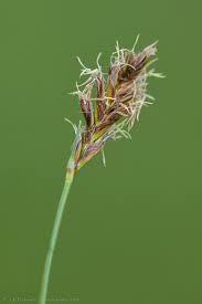 Attēlu rezultāti vaicājumam “Blysmus compressus flower”