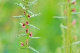 Attēlu rezultāti vaicājumam “Odontites vulgaris fruit”