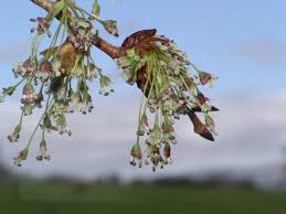 Attēlu rezultāti vaicājumam “Ulmus laevis flower”