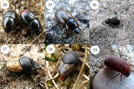 Attēlu rezultāti vaicājumam “Ceruchus chrysomelinus imago”