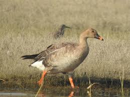 Image result for Anser fabalis