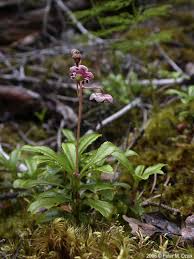 Attēlu rezultāti vaicājumam “Chimaphila umbellata”