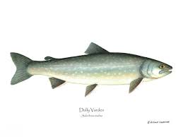 Image result for Salvelinus malma