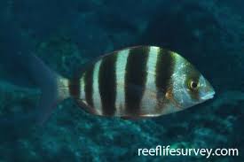 Image result for Diplodus capensis