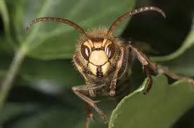 Attēlu rezultāti vaicājumam “Vespa crabro”