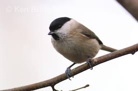 Attēlu rezultāti vaicājumam “Poecile palustris adult”