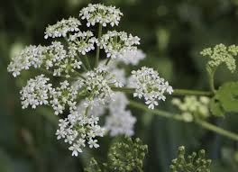 Attēlu rezultāti vaicājumam “Heracleum sphondylium subsp. sibiricum leaf”