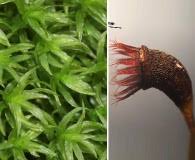 Attēlu rezultāti vaicājumam “Dichodontium pellucidum”