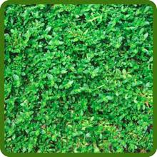 Attēlu rezultāti vaicājumam “Herniaria glabra leaf”