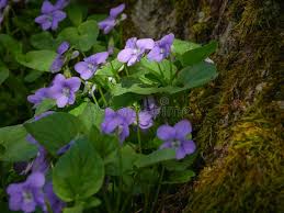 Attēlu rezultāti vaicājumam “Viola uliginosa bud”