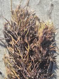 Attēlu rezultāti vaicājumam “Furcellaria lumbricalis”