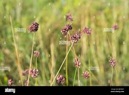 Attēlu rezultāti vaicājumam “Allium scorodoprasum bud”