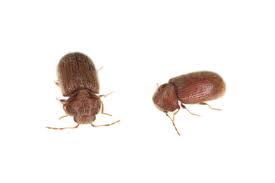 Attēlu rezultāti vaicājumam “Anobiidae”