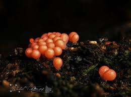 Attēlu rezultāti vaicājumam “Trichia erecta macro”