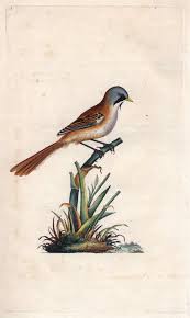 Attēlu rezultāti vaicājumam “Panurus biarmicus”