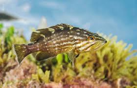 Image result for Mycteroperca rubra