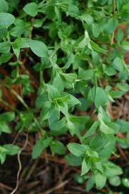 Attēlu rezultāti vaicājumam “Moehringia trinervia leaf”
