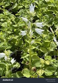 Attēlu rezultāti vaicājumam “Campanula latifolia leaf”