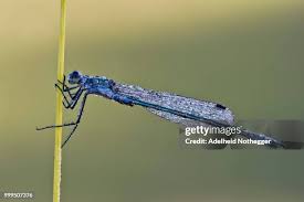 Attēlu rezultāti vaicājumam “Lestes dryas male”