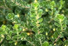 Attēlu rezultāti vaicājumam “Arctostaphylos uva-ursi leaf”