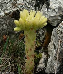 Attēlu rezultāti vaicājumam “Jovibarba globifera flower”