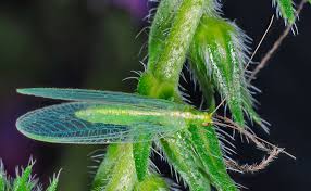 Attēlu rezultāti vaicājumam “Chrysopidae”