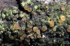 Attēlu rezultāti vaicājumam “Orbilia sp.”